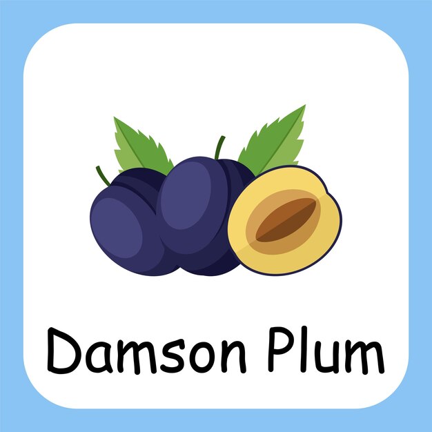 Flat Illustration of Damson Plum with Text Vector Design Education for Kids