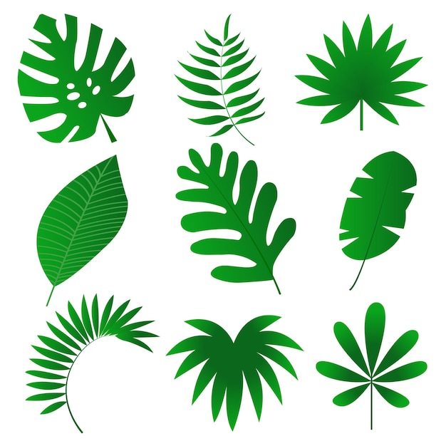 Flat leaf collection