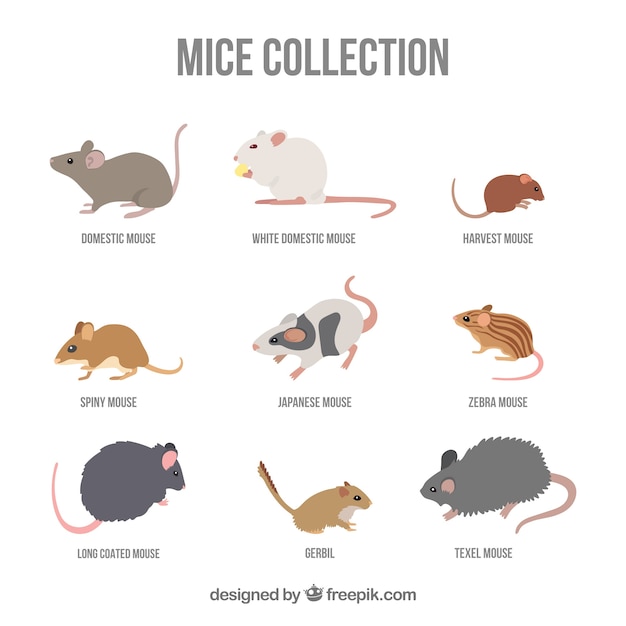 Vector flat mice collection with different poses