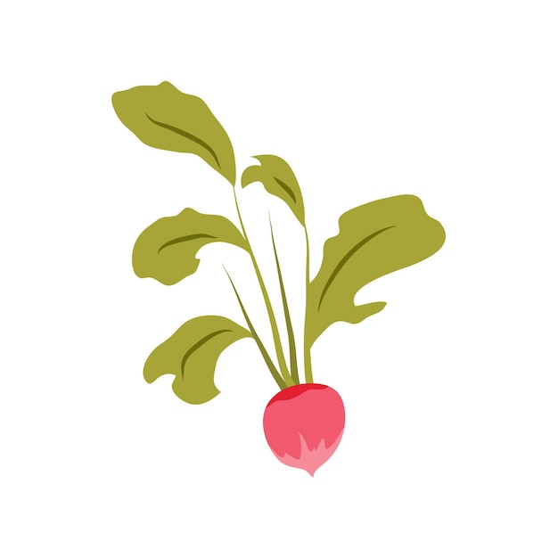 Vector flat radish