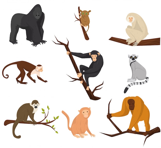 Vettore set piatto di 9 specie di scimmie. animali selvaggi.