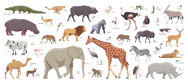 アフリカの動物のフラットセット 白い背景の孤立した動物 ベクトルイラスト