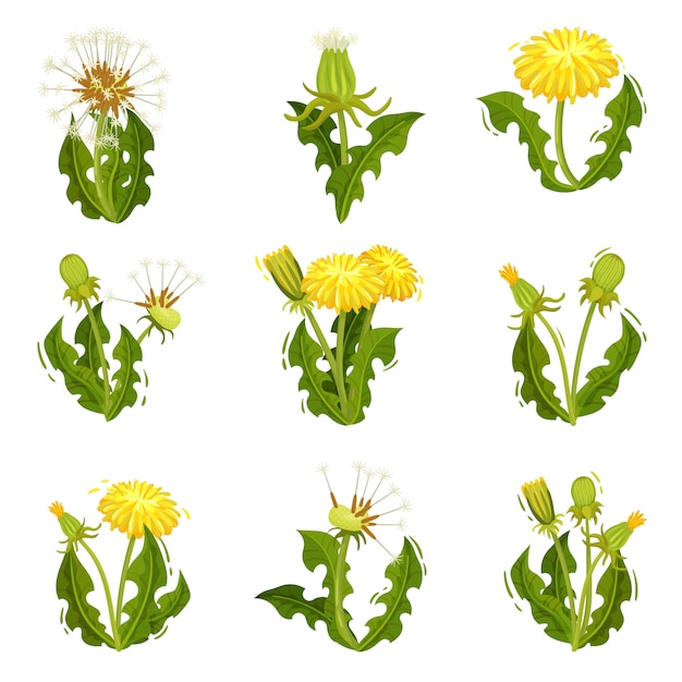 flat   set of dandelions. wild herb with fluffy seeds. summer plant with bright yellow flowers. nature theme