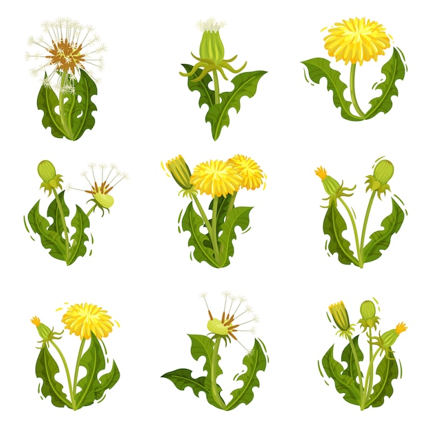 Vector flat   set of dandelions. wild herb with fluffy seeds. summer plant with bright yellow flowers. nature theme