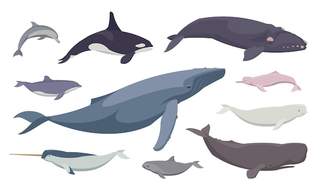 Flat set of different whales and dolphins Isolated animals on white background Vector illustration