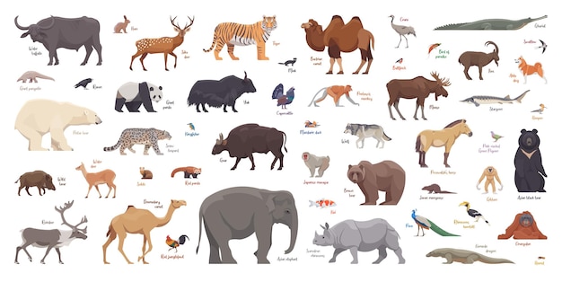 Вектор Плоский набор азиатских животных изолированные животные на белом фоне векторная иллюстрация