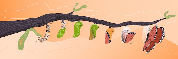 Vector flat style vector cartoon  illustration of butterfly life cycle.