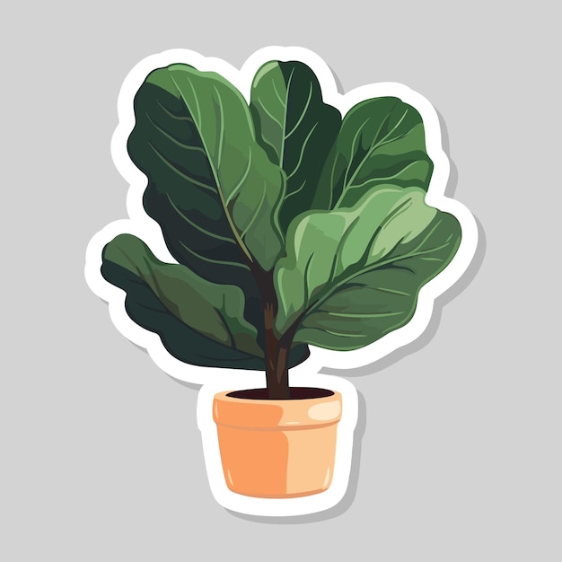 Flat style vector scandinavian Illustration of a foliage plant Ficus sticker plant pot isolated