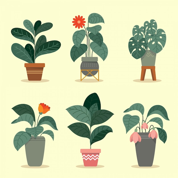 Плоская коллекция тропических растений
