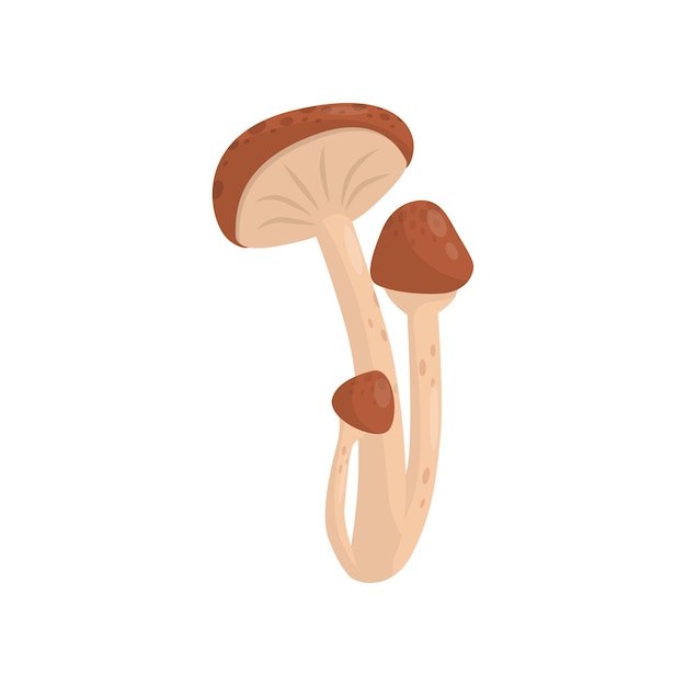 Flat vector icon of armillaria mellea or honey fungus Edible forest mushrooms with brown caps and long stalks Natural product