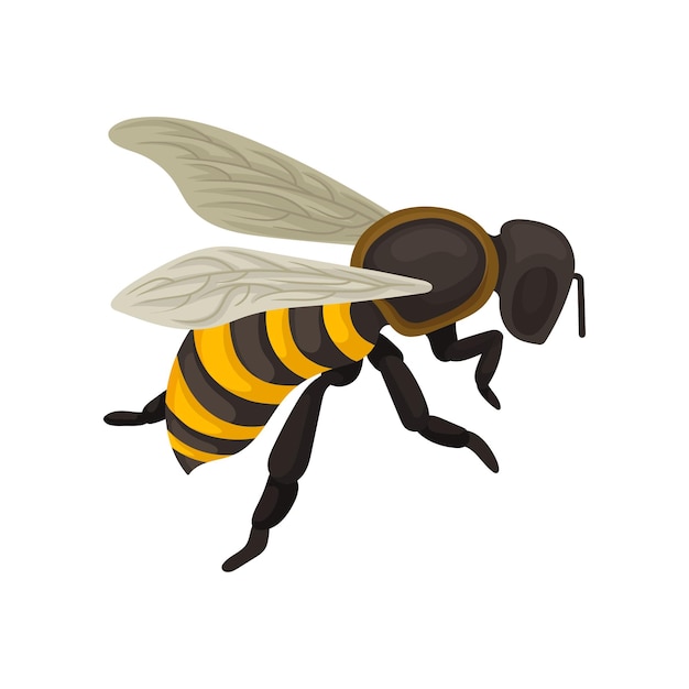 Flat vector icon of bee flying insect with striped blackandyellow body design for postcard poster or print