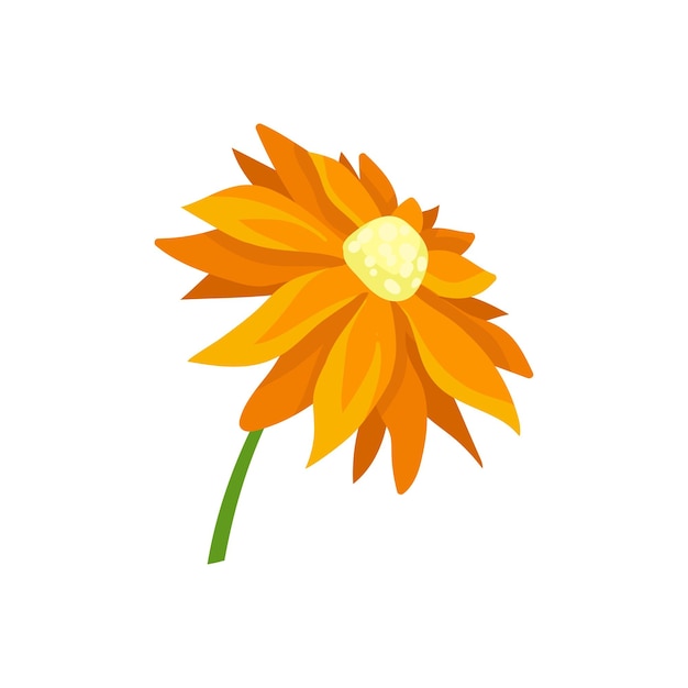 Flat vector icon of daisy with bright orange petals Beautiful garden flower Nature and botany theme