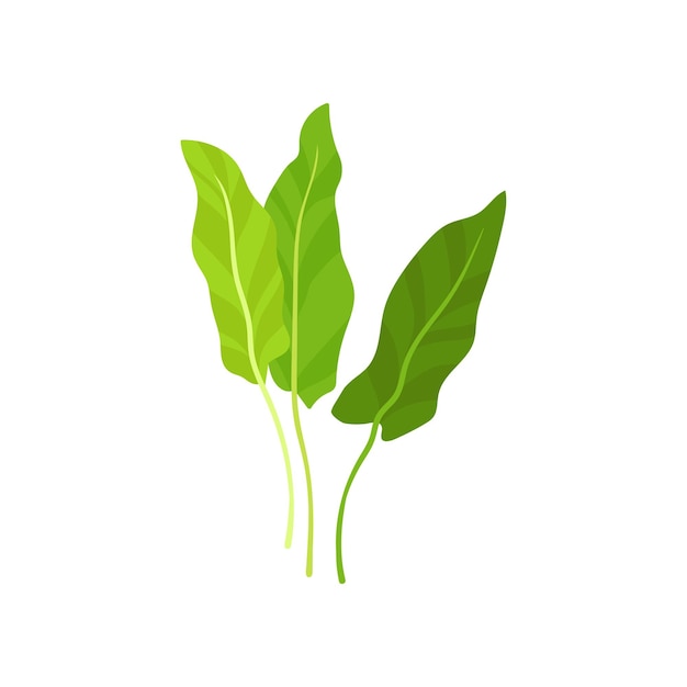 Плоская векторная икона свежего садового щавеля Ярко-зеленые листья Натуральный ингредиент для вегетарианского блюда Органическая и здоровая пища