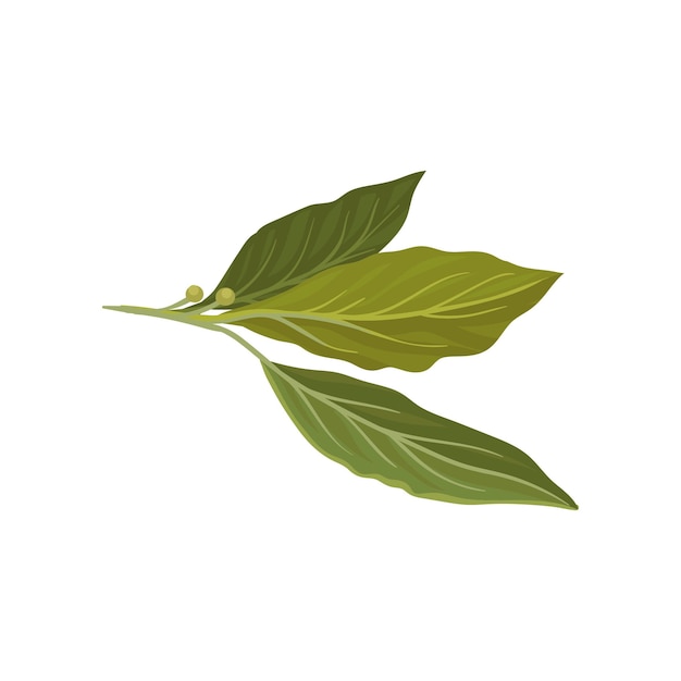 Flat vector icon of fresh green bay leaves Herb used in culinary Aromatic seasoning for dishes