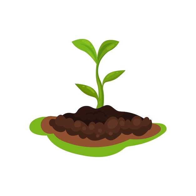 Flat vector icon of young green plant with small leaves sprouting from the ground gardening and cultivation theme