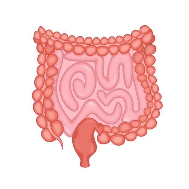 Flat vector illustration Flat vector illustration with intestines digestive system concept