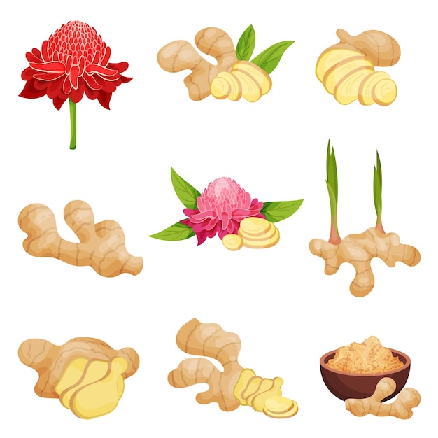 Flat vector set of ginger icons fresh roots with slices flowers and powder aromatic spice natural