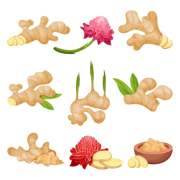 Flat vector set of ginger roots, flowers and powder.