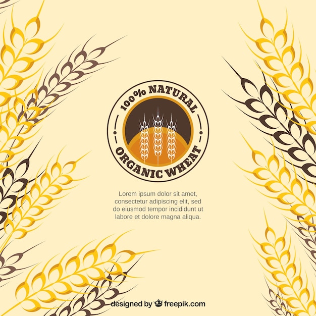 Flat wheat background