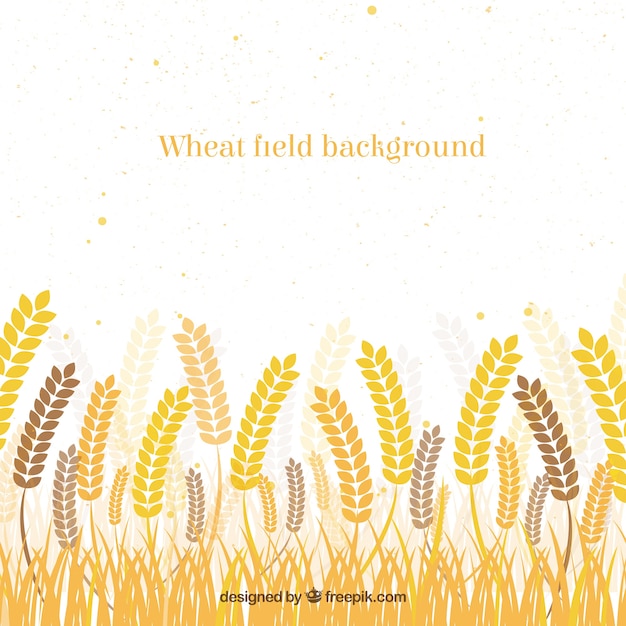 flat wheat background