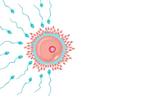 Flay lay, Top view vector female egg and sperm. Banner concept of pregnancy.