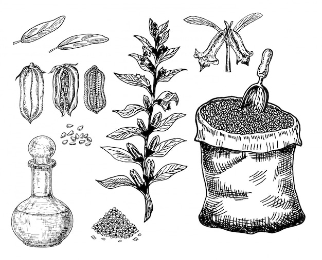 Fles sesamolie met plant en zaad. zak met sesamzaadjes. hand getekende illustratie. op een witte achtergrond.
