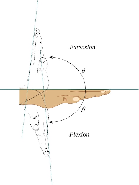 Vector flexion and extension movements of the wrist joint