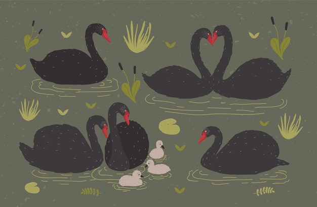 Vector flock of black swans and brood of cygnets floating together in pond or lake among water plants
