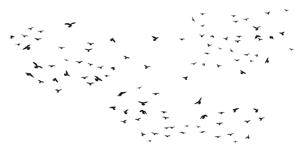 飛んでいる鳥の群れのシルエットがさまざまな位置で飛行、ホバー、急上昇、着陸、飛行、フラッター
