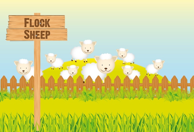 flock sheep