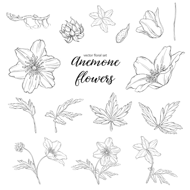 Floral black and white anemone flowers set