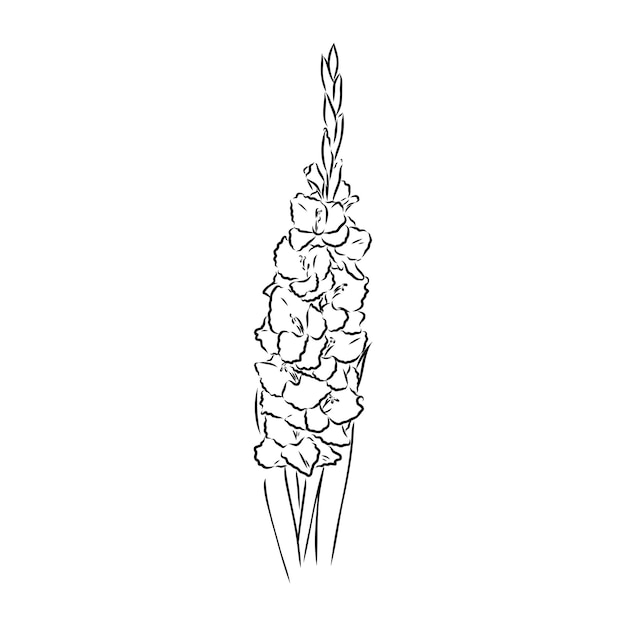 Floral blooming gladiolus hand drawn vector illustration sketch