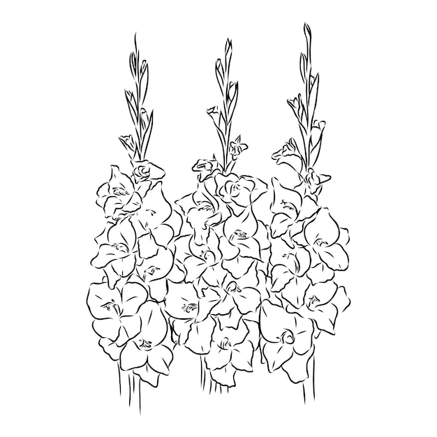 Floral blooming gladiolus hand drawn vector illustration sketch