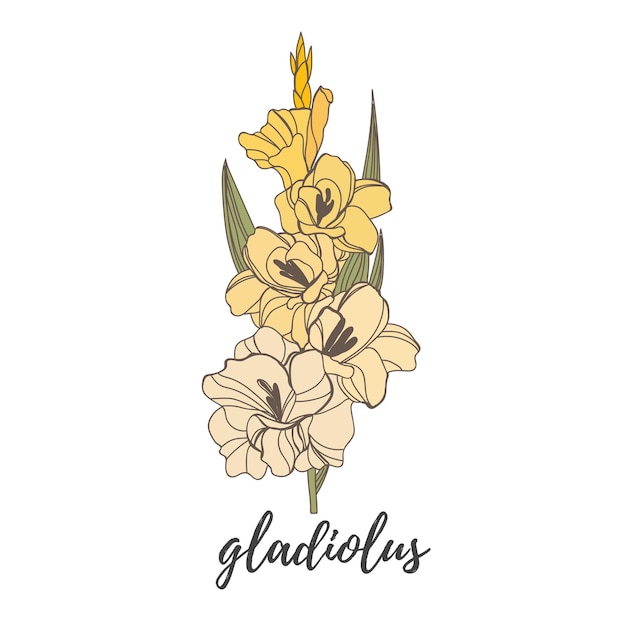 Floral blooming gladiolus hand drawn vector illustration sketch