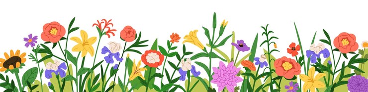 Vector floral border meadow flowers and grass blooming plants wildflowers field blossoms horizontal botanical decoration natural summer panorama flat vector illustration isolated on white background