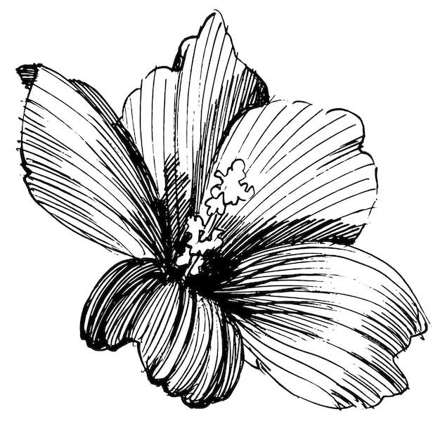 Fiore botanico floreale. illustrazione isolata