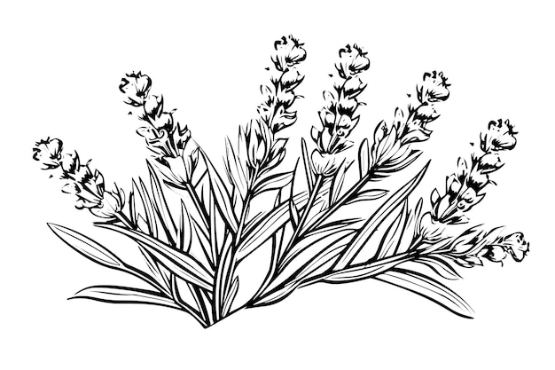 Floral botanical lavender flower hand drawn ink sketch Vector engraving illustration