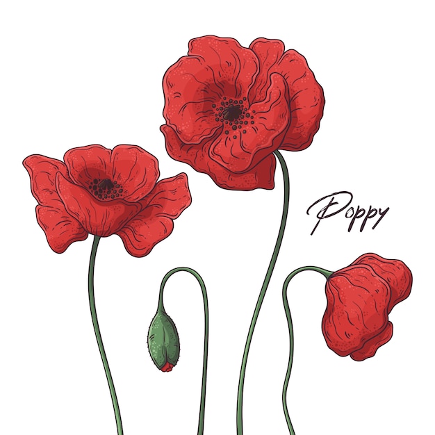 Floral botany illustrations.  poppy flowers.