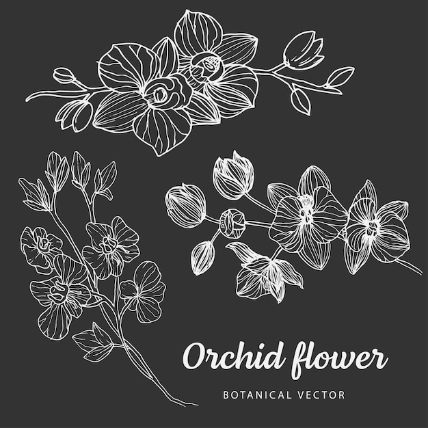 Floral botany sketch collectie van monochrome orchideebloemtekeningen met lijntekeningen