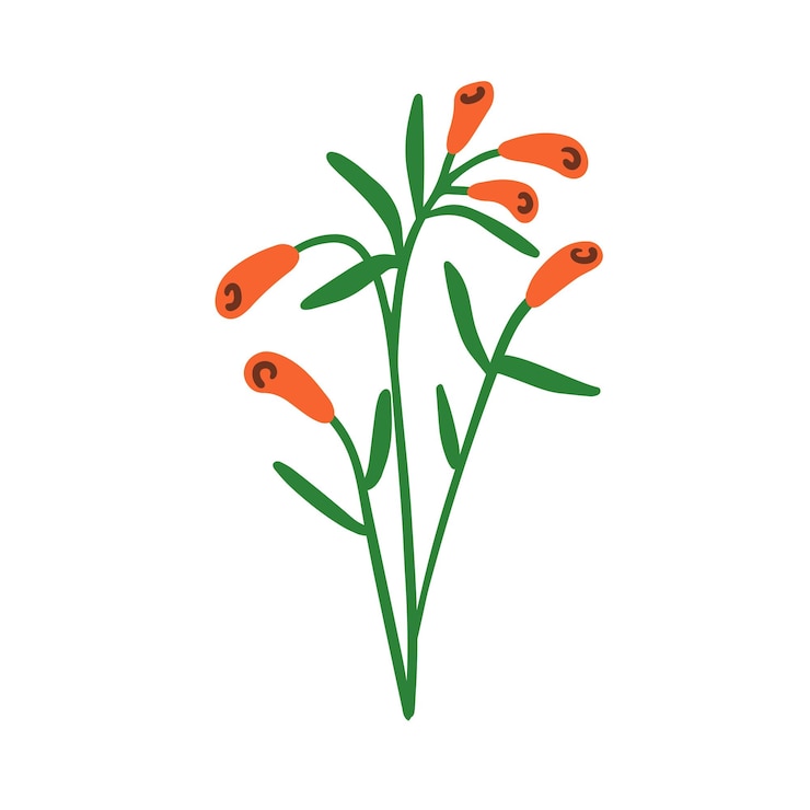 Vector floral branch wildflower blooms field plant with delicate buds leaves gentle spring botanical decor fresh meadow decoration sprig flat vector illustration isolated on white background