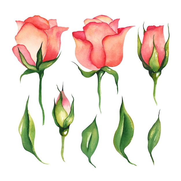 Floral collection of pink watercolor roses.