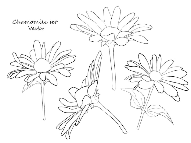 Vector floral contour set madeliefjes een set voor het opstellen van bloemstukken voor decoratie