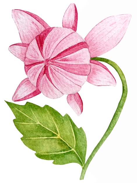 Vettore decorazione floreale con illustrazione dell'acquerello di vettore del fiore della dalia.