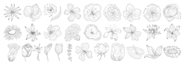 Vector floral decorative set. herbs and wild flowers.