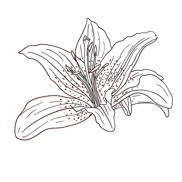 Vector floral design element and handdrawn vector illustration