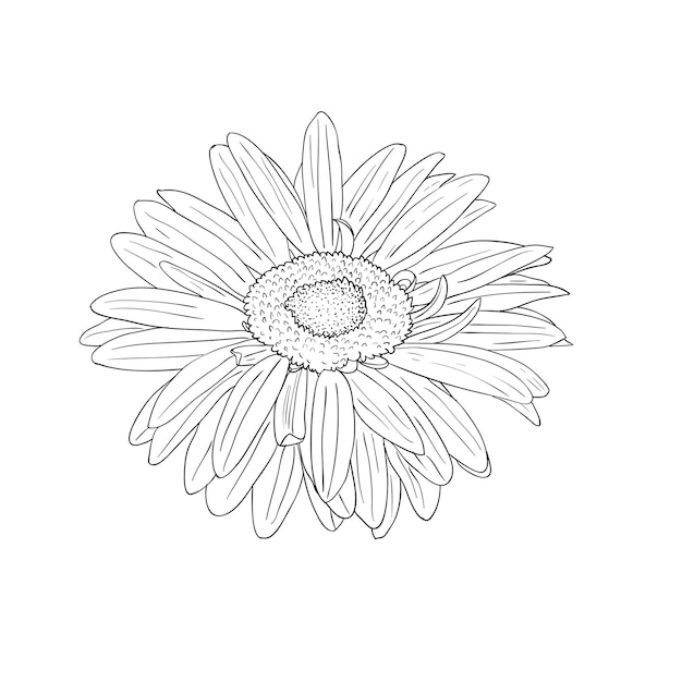 Floral design element and handdrawn vector illustration