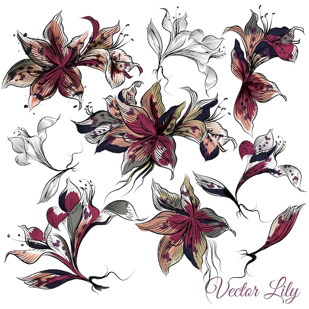 Vector floral elements collection