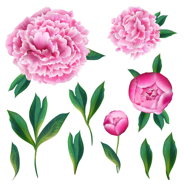 Floral elements pink blooming peony flowers