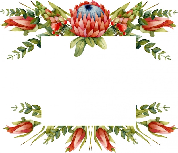 Floral frame with watercolor red protea flower