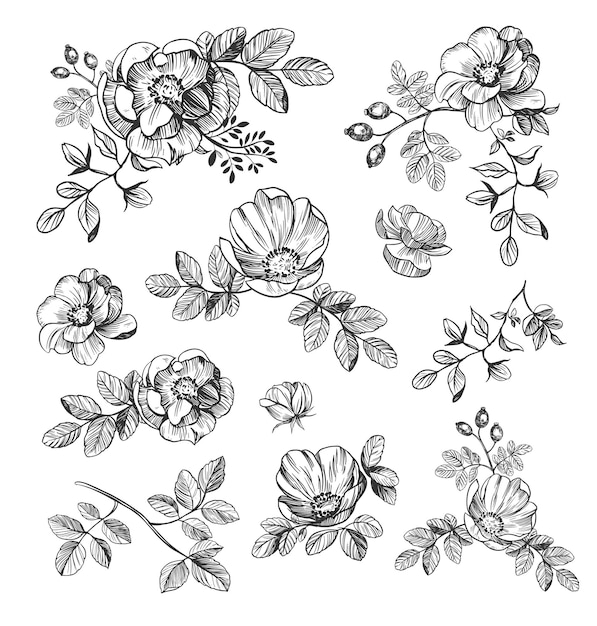 Floral hand drawn elements. flowers set. rose hip vector illustration. black outline